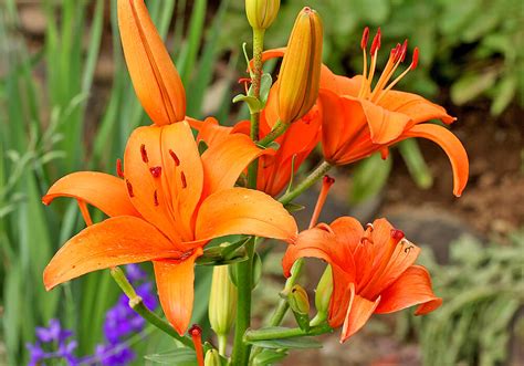 獅子百合|スカシユリとは？種類・特徴や花言葉をご紹介！開花。